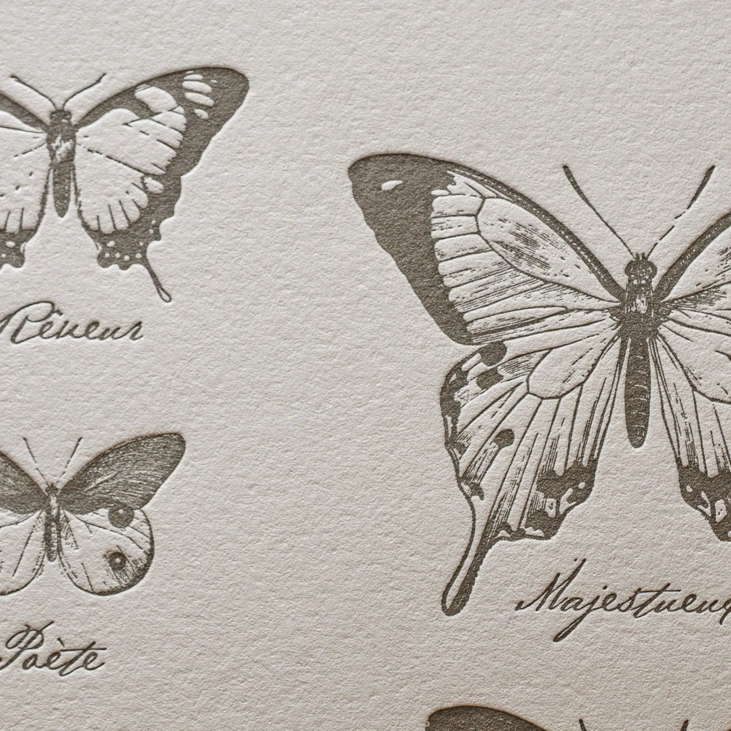 A close up of vintage-style illustrated art print with French text names of the drawings of various butterflies on off-white cotton paper.