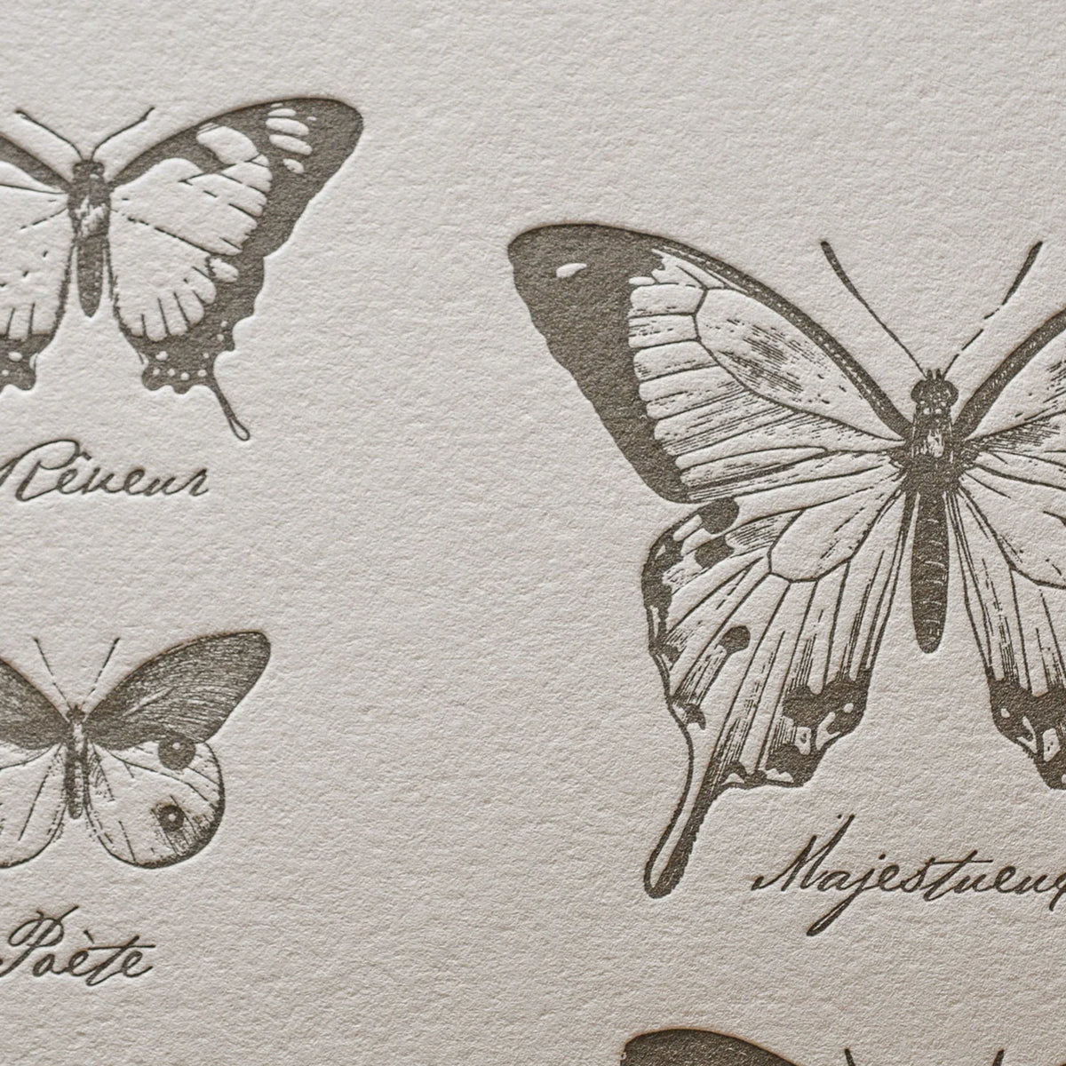 A close up of vintage-style illustrated art print with French text names of the drawings of various butterflies on off-white cotton paper.