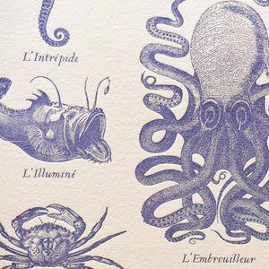 A close up of vintage-style illustrated art print, featuring navy blue drawing of an octopus, a fish, and a crab on off-white cotton paper.