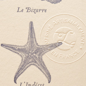 A close up of vintage-style illustrated art print with illustrations of a starfish on off-white cotton paper, showing the embossed stamp of authenticity.