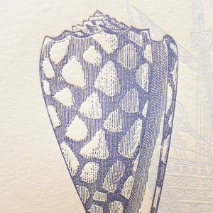 A close up of vintage-style illustrated art print, featuring a navy blue drawing of a seashell on off-white cotton paper.