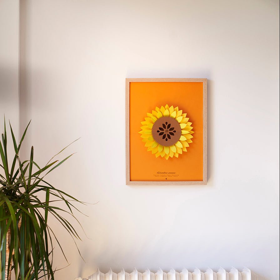 Paper Sunflower (Helianthus Annuus)