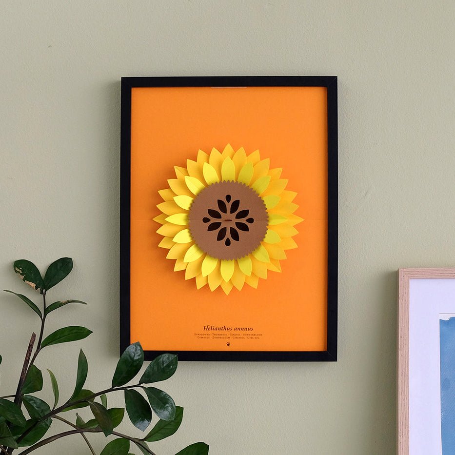 Paper Sunflower (Helianthus Annuus)
