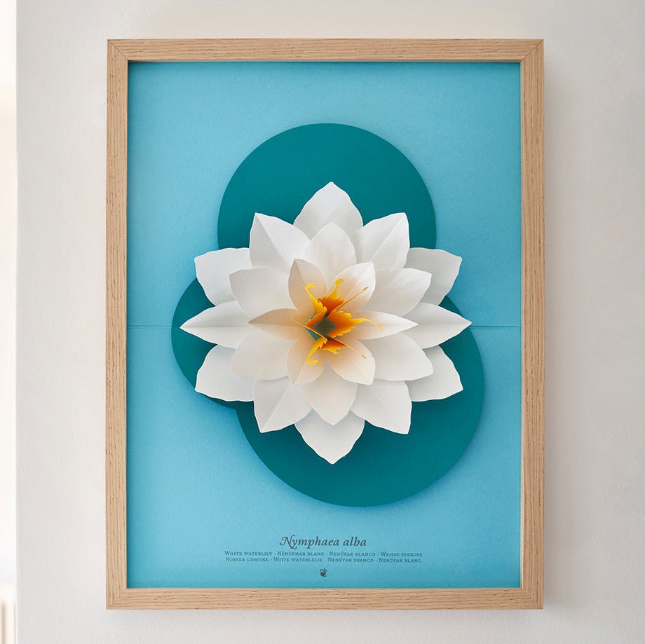 Paper White Waterlily (Nymphaea Alba)