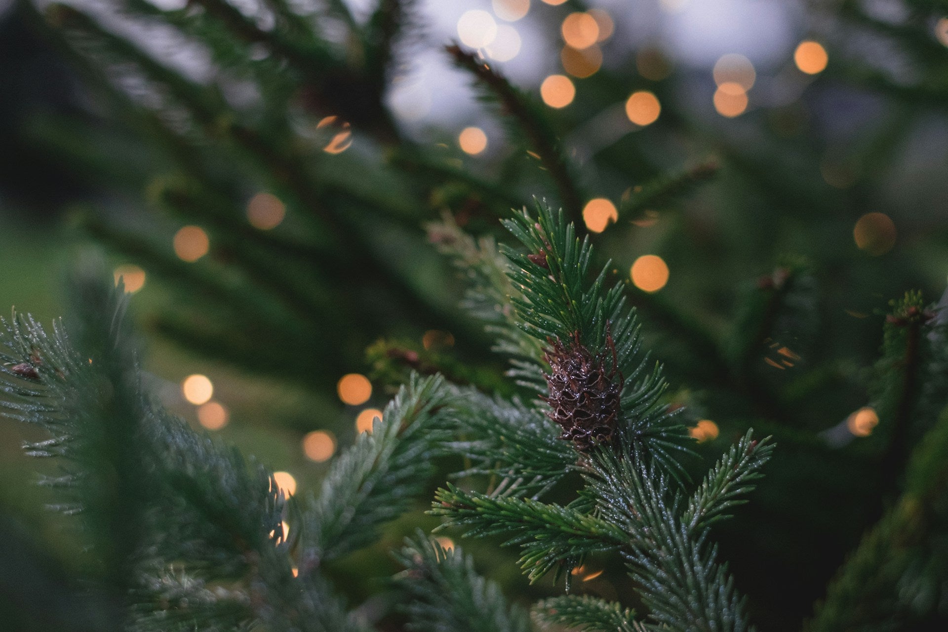 Close-up of a pine branch with blurred lights in the background