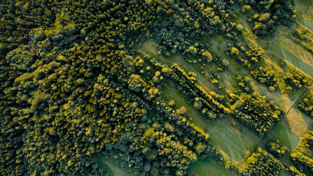 Aerial view of a dense forest with patches of green grass and a winding dirt path cutting through the trees.