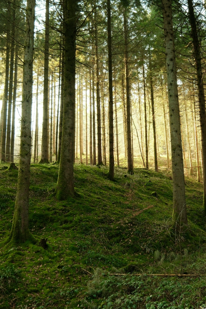 A dense forest scene with tall slender tree trunks, lush green mossy ground, and warm sunlight filtering through the trees.