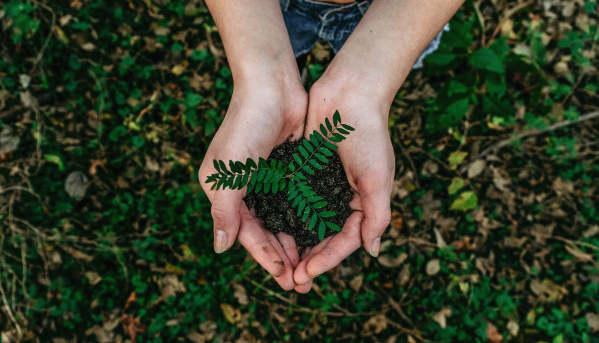 A top-down view of a person's hands holding a small green plant in dark soil, set against a blurred background of green foliage and dry leaves.
