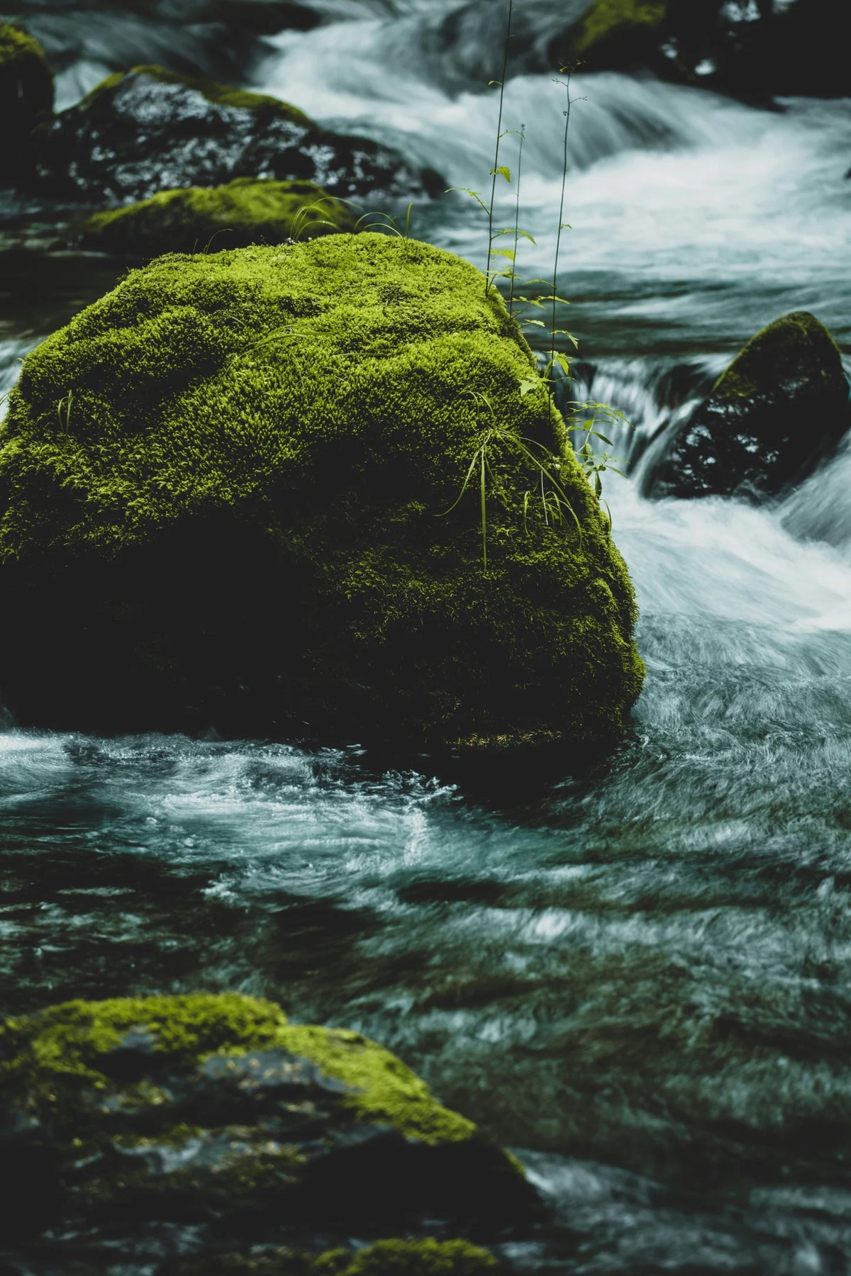 A close-up outdoor photograph of a fast-flowing stream with white water around dark mossy rocks, including a large bright green moss-covered stone in the foreground.